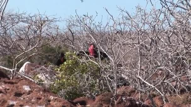 Фрегат с красной грудью на Галапагосских островах . — стоковое видео