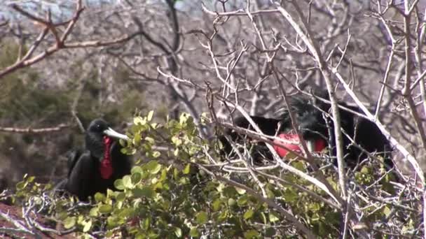 갈라파고스 군도에 빨간 유 방 프리깃 새. — 비디오