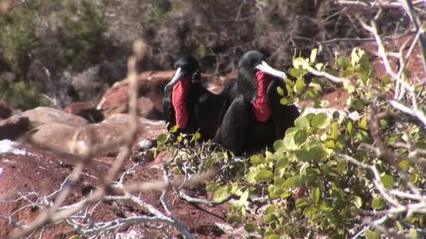 Φρεγάτα πουλί με κόκκινο στήθος στα νησιά Γκαλαπάγκος. — Αρχείο Βίντεο