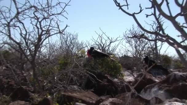 Pássaro fragata com peito vermelho nas Ilhas Galápagos . — Vídeo de Stock