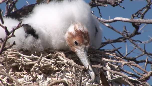 Fågel i boet på Galapagosöarna. — Stockvideo