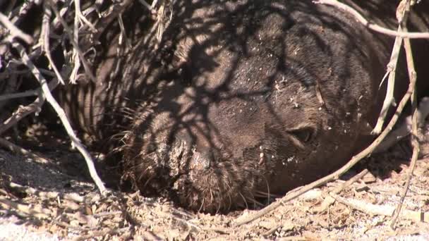 Zegel Leeuw ontspannen op strand Galapagos. — Stockvideo