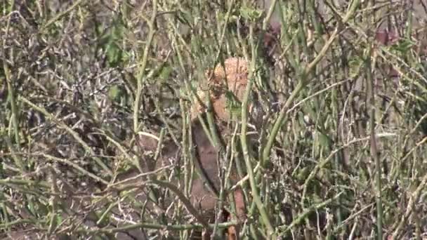 Ogromne iguany. — Wideo stockowe