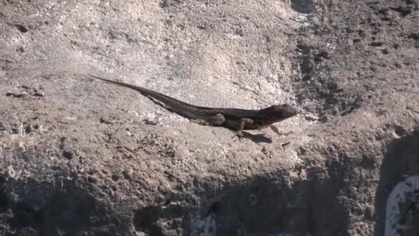 Iguana a sziklás partján a Galápagos-szigetek. — Stock videók