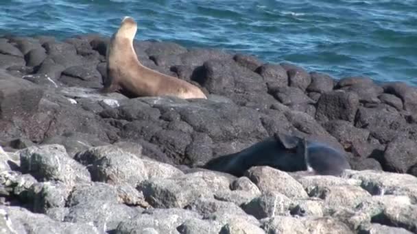 Robben-Löwe entspannt sich auf Strand-Galapagos. — Stockvideo