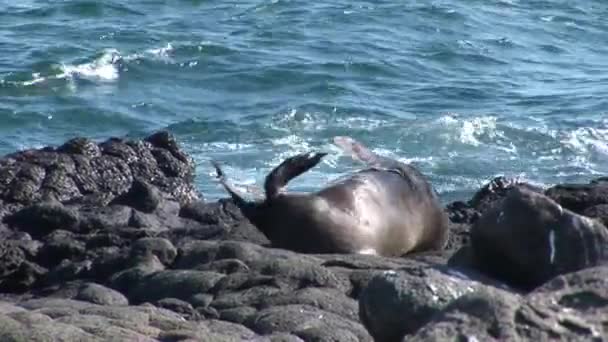 Sigillo leone relax sulla spiaggia Galapagos . — Video Stock
