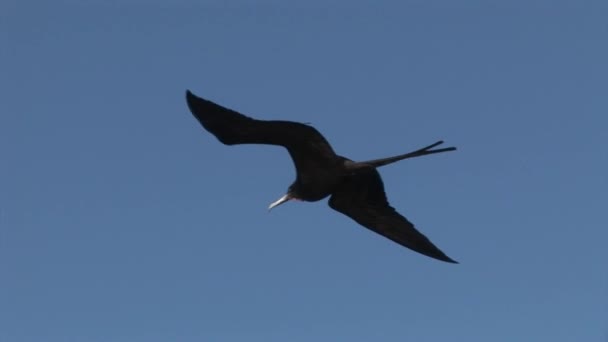 Fregatt madár égen átrepülnek Galápagos-szigetek. — Stock videók