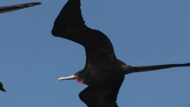 グンカンドリがガラパゴス諸島の空に飛ぶ. — ストック動画