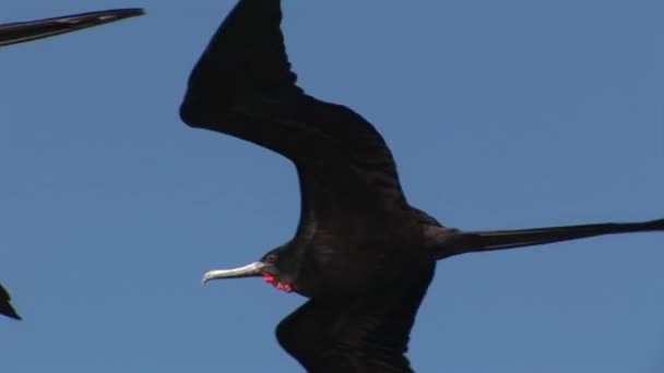 Fregat vogels vliegen in lucht over Galapagos eilanden. — Stockvideo