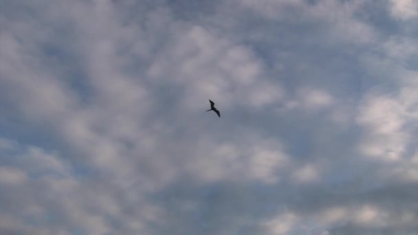 Fırkateyn kuş uçmak gökyüzünde Galapagos Adaları üzerinde. — Stok video