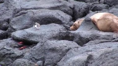 Galapagos kumsalda mühür.