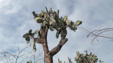 Kaktüs bitkileri doğa park orman Galapagos Adaları.