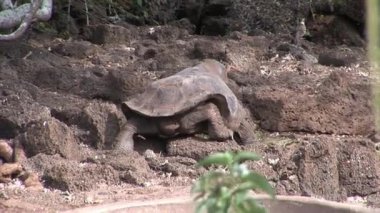 Yalnız George Galapagos içinde 400 yaşında olan dünya ünlü kaplumbağa kaplumbağa olduğunu.