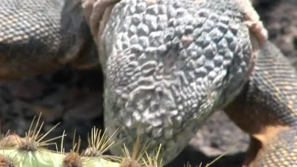 Iguana come cacto close-up na costa rochosa das Ilhas Galápagos . — Vídeo de Stock