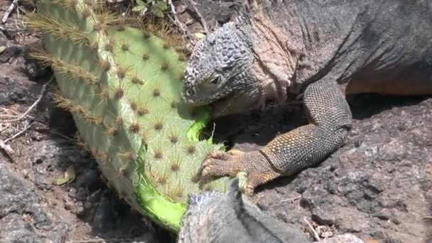 Iguana eats cactus close-up on rocky coast of Galapagos Islands. — Stock Video