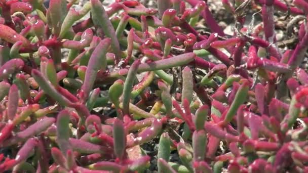 Växter av natur park skog på Galapagosöarna. — Stockvideo