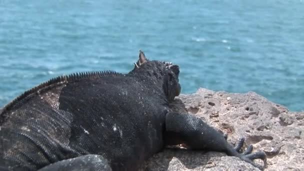 Leguaan op de rotsachtige kust van Galapagos eilanden. — Stockvideo