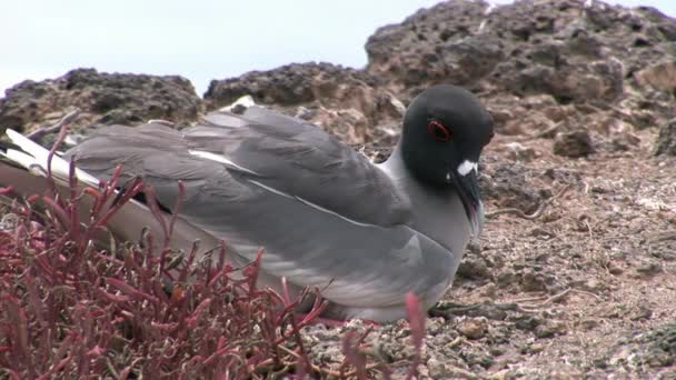加拉帕戈斯群岛鸟海鸥. — 图库视频影像