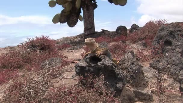 Enorme Iguana op de rotsachtige kust van Galapagos eilanden. — Stockvideo