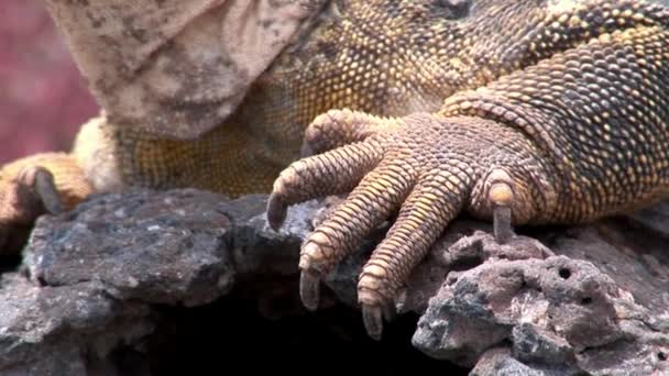Iguana gros plan sur les rochers des îles Galapagos .