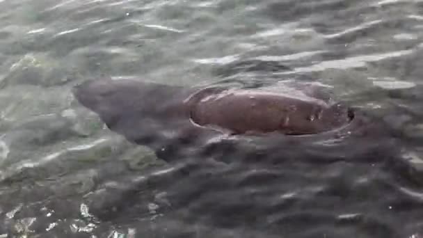 Phoque dans l'eau sur les Galapagos . — Video