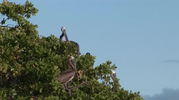 Vogel pelikaan reinigt veren op de Galapagos eilanden. — Stockvideo