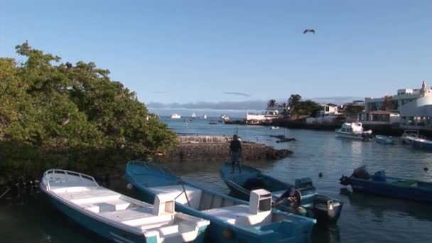 Yachts et bateaux sur fond de surface de l'eau près de la côte dans l'océan Pacifique . — Video