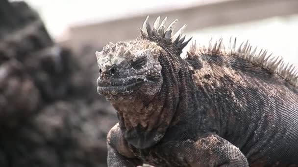 Guyane sur la côte rocheuse des îles Galapagos .