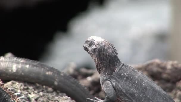 Guana na skalistym wybrzeżu wyspy Galapagos. — Wideo stockowe