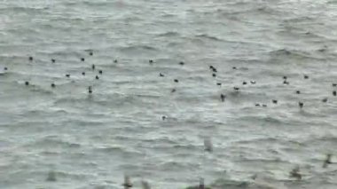 Kuşlar su Galapagos Adaları.