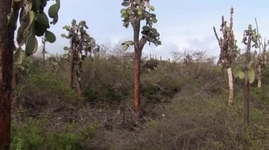 Kaktüs bitkileri doğa park orman Galapagos Adaları.