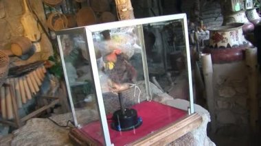 Yerli bir köyde cam altında Guarani Hintliler ve Shuar baş.