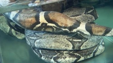 Büyük akvaryum su Python'da.