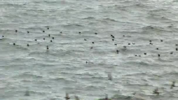 Aves en el agua de las Islas Galápagos . — Vídeos de Stock