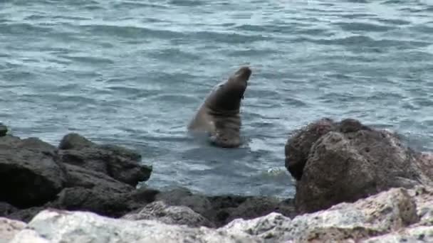 Robbe im Wasser auf Galapagos. — Stockvideo