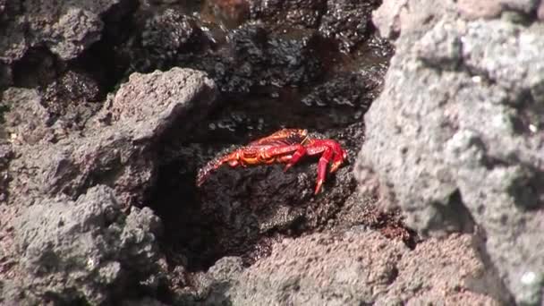 Crabe rouge Grapsus grapsus à la recherche de nourriture sur la côte rocheuse Océan Pacifique . — Video