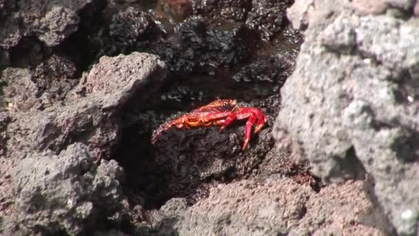 Grapsus grapsus in search of food on rock coast Pacific Ocean . — стоковое видео