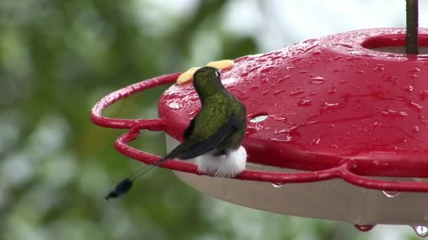 Kiwi-Vogel auf Galapagos-Inseln. — Stockvideo