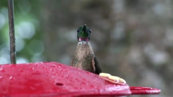 Kiwi-Vogel mit langem Schnabel trinkt Nektar aus rotem Futtertrog auf Galapagos-Inseln. — Stockvideo