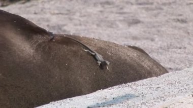 Mühür aslan Galapagos kumsalda dinlenmek.