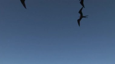 Fırkateyn kuş uçmak gökyüzünde Galapagos Adaları üzerinde.