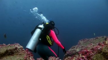 Scuba divers sualtı Galapagos okul balık arka plan üzerinde.