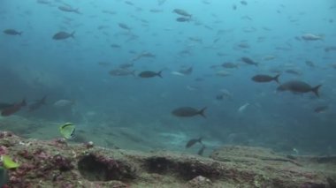 Galapagos balık sürüsü.