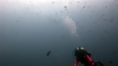 Scuba divers sualtı Galapagos okul balık arka plan üzerinde.