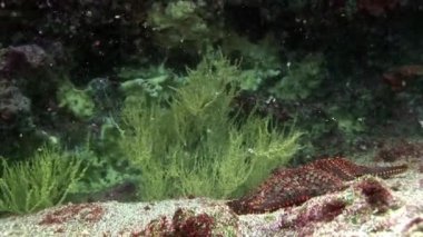 Deniz yıldızı deniz dibinin Galapagos sualtı.