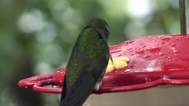Ptak kiwi pije nektar na Wyspy Galapagos. — Wideo stockowe