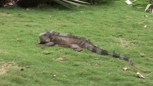 Ігуана ящірок на скелястому узбережжі з Галапагоських островів. — стокове відео