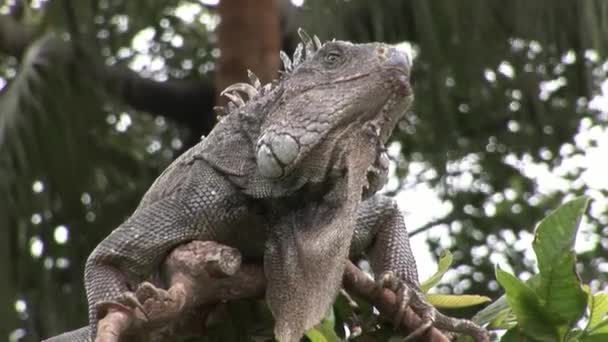 Iguana énorme sur la côte rocheuse des îles Galapagos . — Video