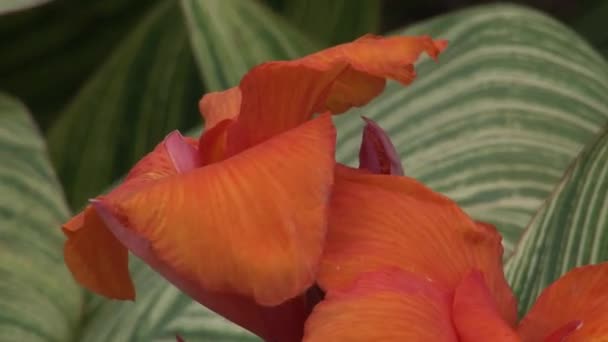 Rote Blumen Pflanzen des Naturparkwaldes auf den Galapagos-Inseln. — Stockvideo