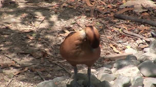 Vogels op de Galapagos eilanden. — Stockvideo